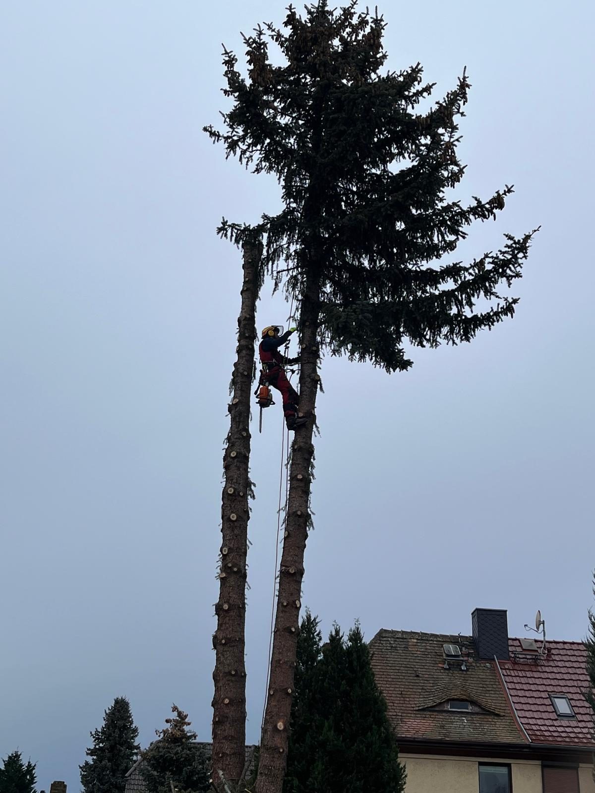 Baumfällungen