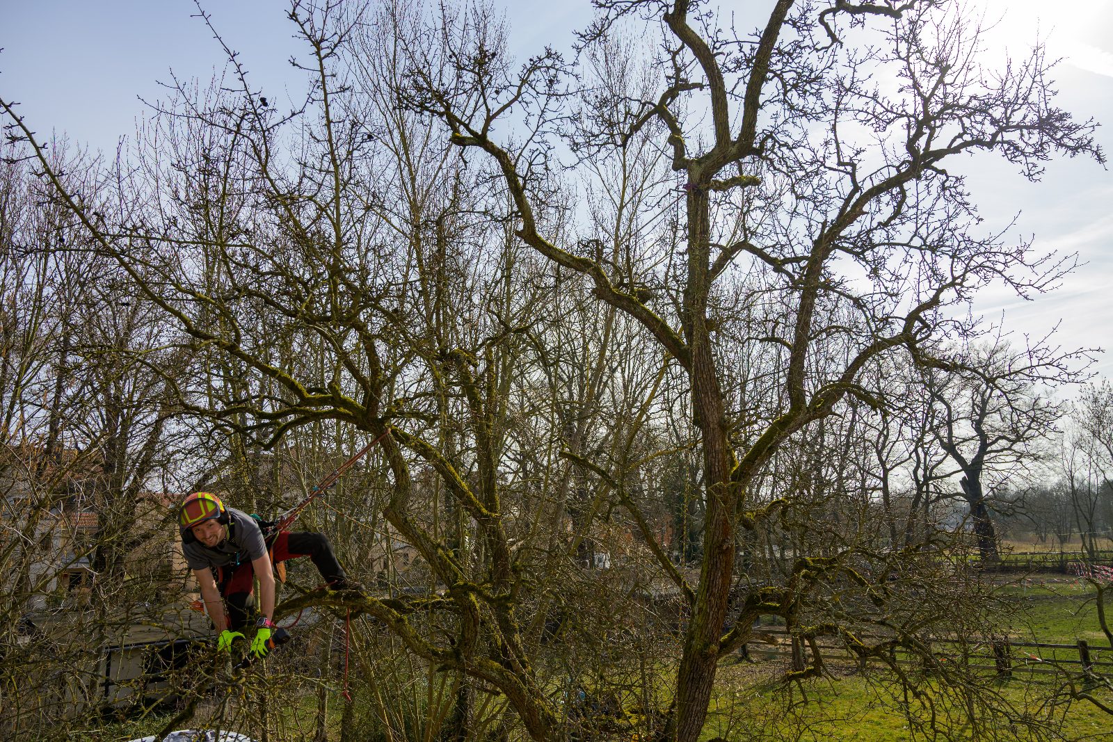Obstbaumschnitt