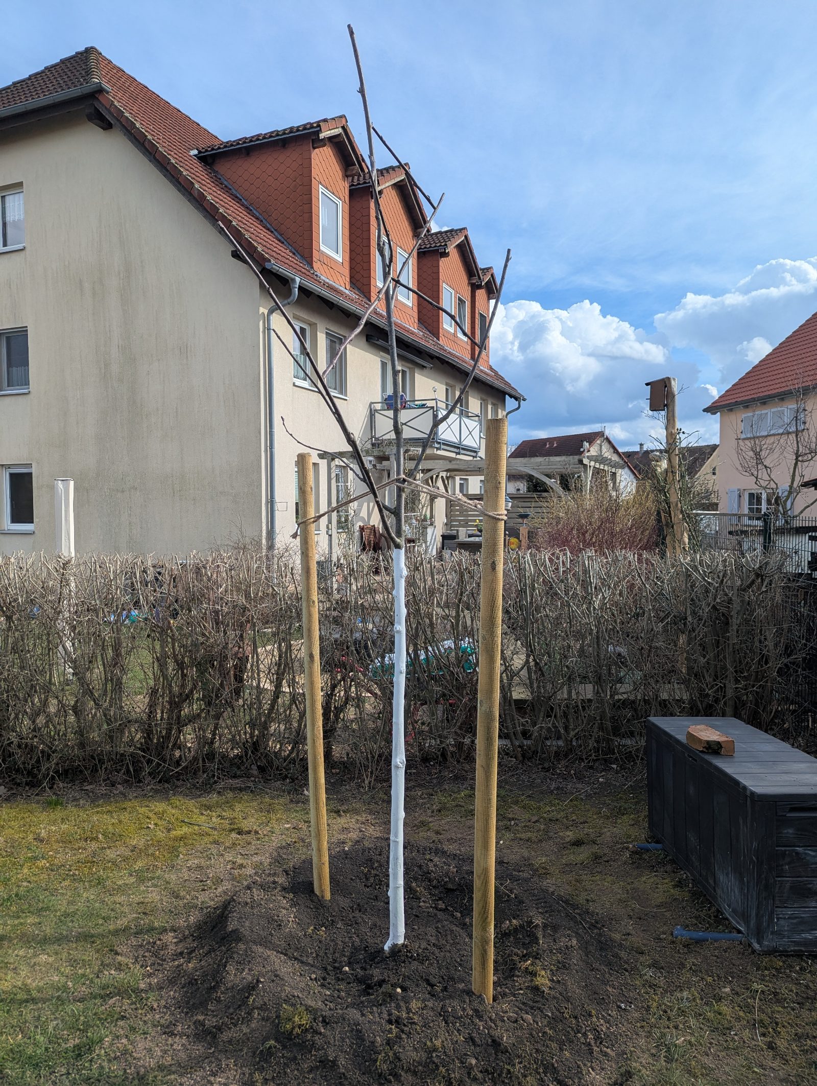 Nachhaltige Baumpflanzung