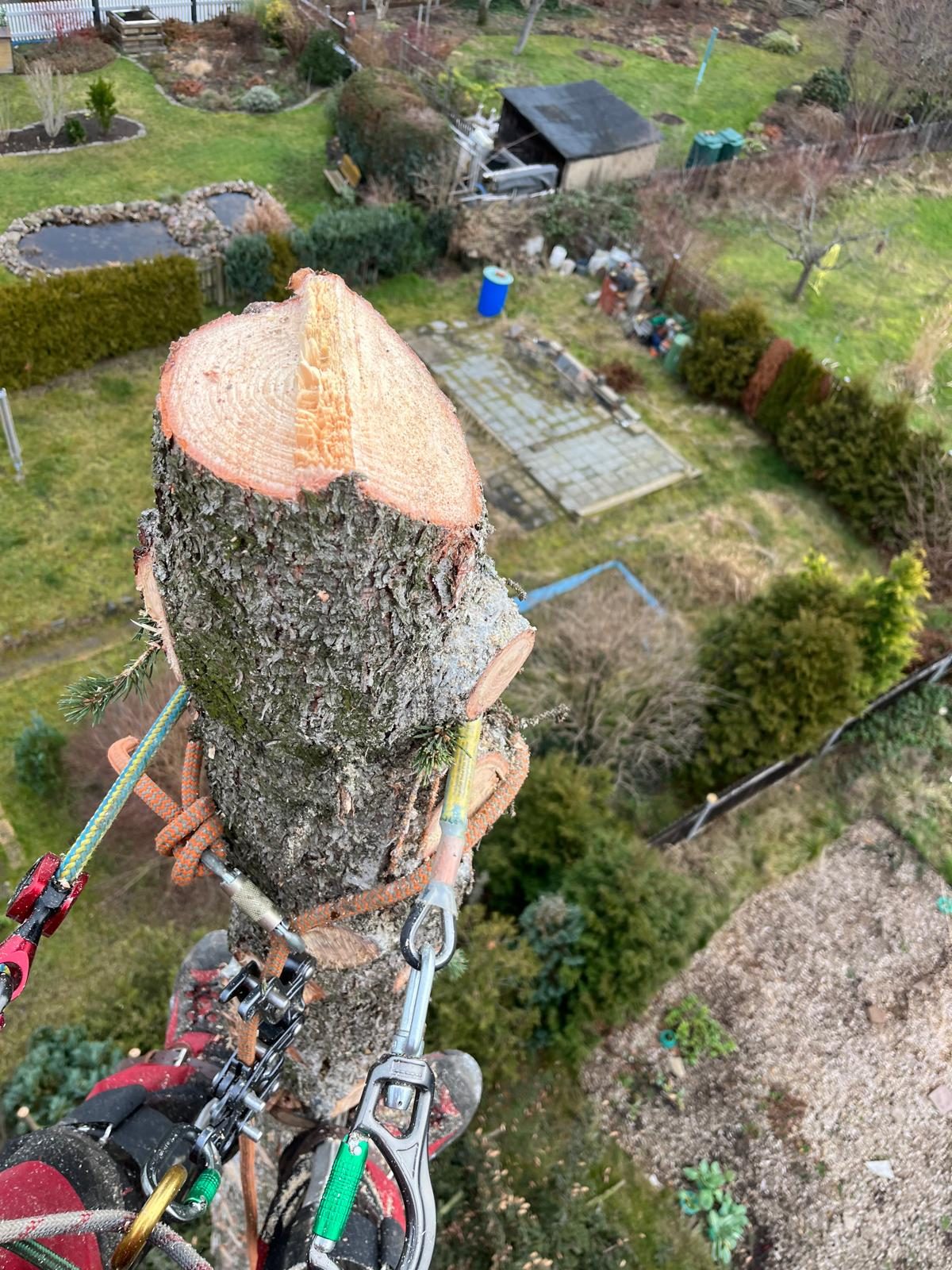 Abtragen eines sturmgeschädigten Baumes